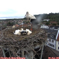 07_00-nest.jpg