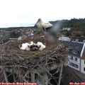 07_05-nest.jpg