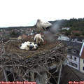 07_10-nest.jpg