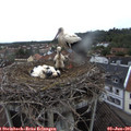 07_15-nest.jpg
