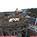 07_20-nest.jpg