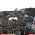 07_25-nest.jpg