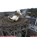 07_30-nest.jpg