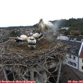 07_35-nest.jpg