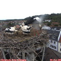 07_40-nest.jpg