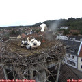 07_45-nest.jpg