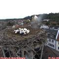 07_50-nest.jpg