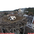 07_55-nest.jpg