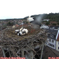 08_00-nest.jpg