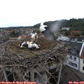 08_05-nest.jpg