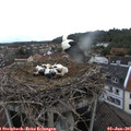 08_10-nest.jpg