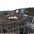 08_15-nest.jpg