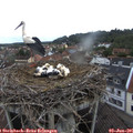 08_20-nest.jpg