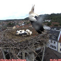 08_25-nest.jpg