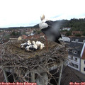 08_30-nest.jpg