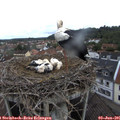 08_35-nest.jpg