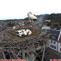 08_40-nest.jpg