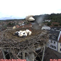 08_45-nest.jpg