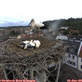 08_50-nest.jpg
