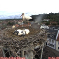 08_55-nest.jpg