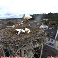 09_00-nest.jpg