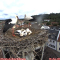 09_05-nest.jpg