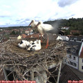 09_10-nest.jpg