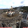 09_15-nest.jpg