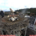 09_20-nest.jpg