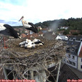 09_25-nest.jpg