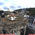 09_30-nest.jpg