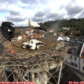 09_35-nest.jpg