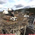 09_40-nest.jpg