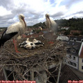 09_45-nest.jpg