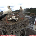09_50-nest.jpg