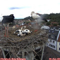 09_55-nest.jpg