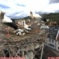 10_00-nest.jpg