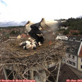 10_05-nest.jpg