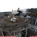10_10-nest.jpg