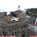 10_15-nest.jpg