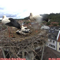 10_20-nest.jpg