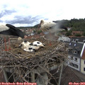 10_25-nest.jpg