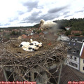 10_30-nest.jpg