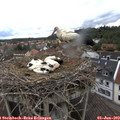 10_35-nest.jpg