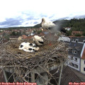 10_40-nest.jpg