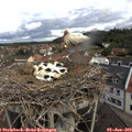 10_45-nest.jpg