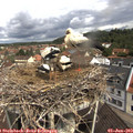 10_50-nest.jpg