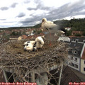 10_55-nest.jpg