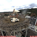 11_00-nest.jpg