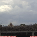 11_05-mast.jpg
